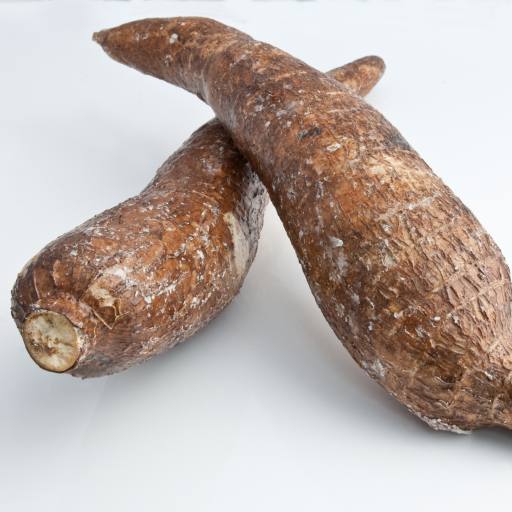 fecule de manioc 7 lettres