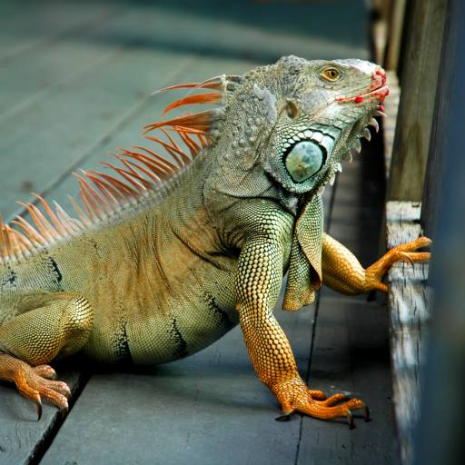 iguane