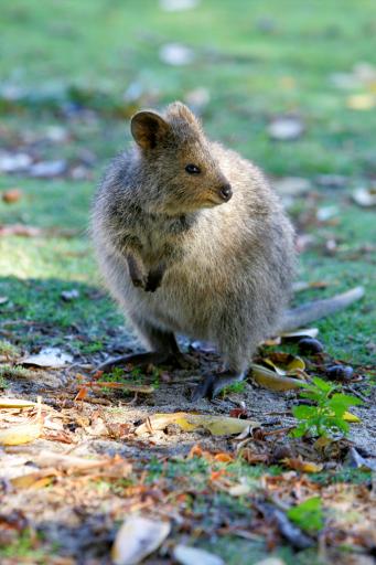 quokka