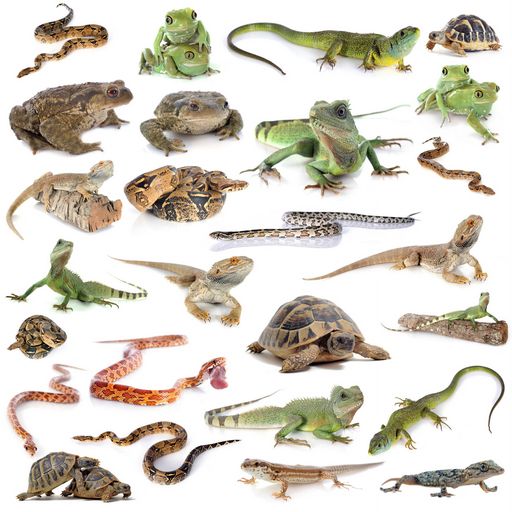 reptiles